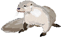 A large otter